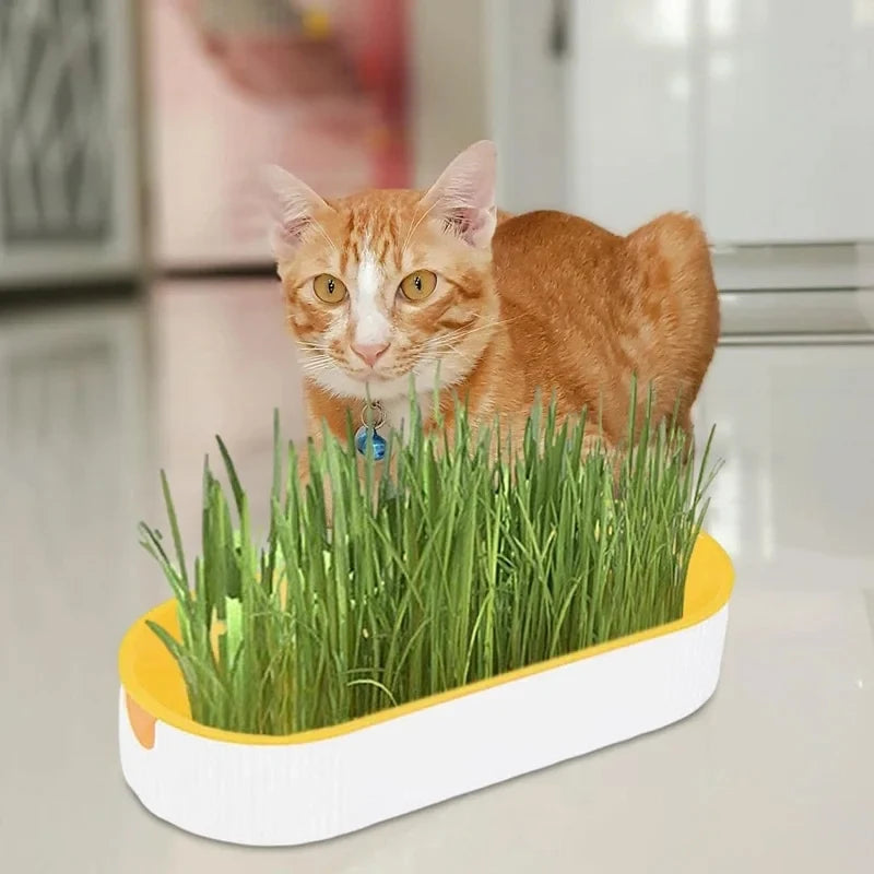Hydroponic Cat Grass Box Cat Treats Catnip Hydroponic Soilless