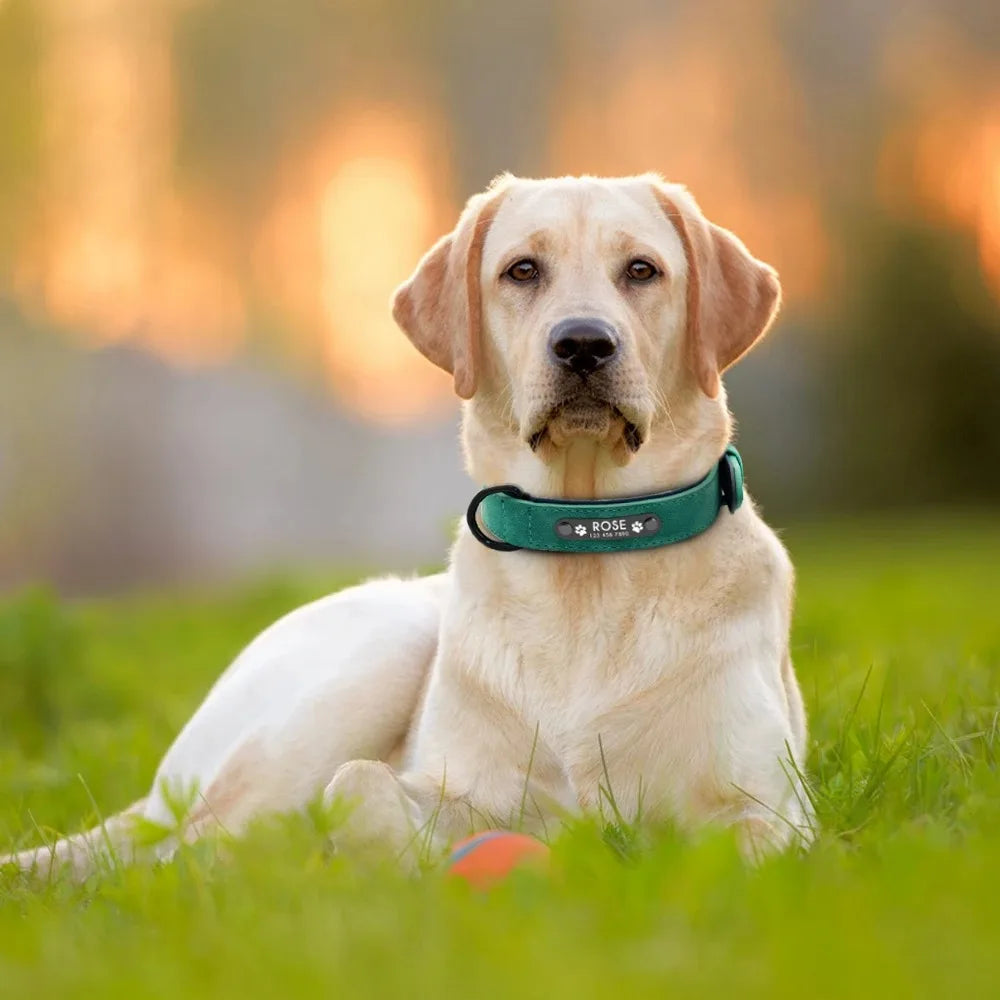 Personalized Name ID Tags Dog Collars Custom Text name Leather Dog