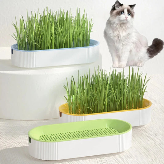 Hydroponic Cat Grass Box Cat Treats Catnip Hydroponic Soilless