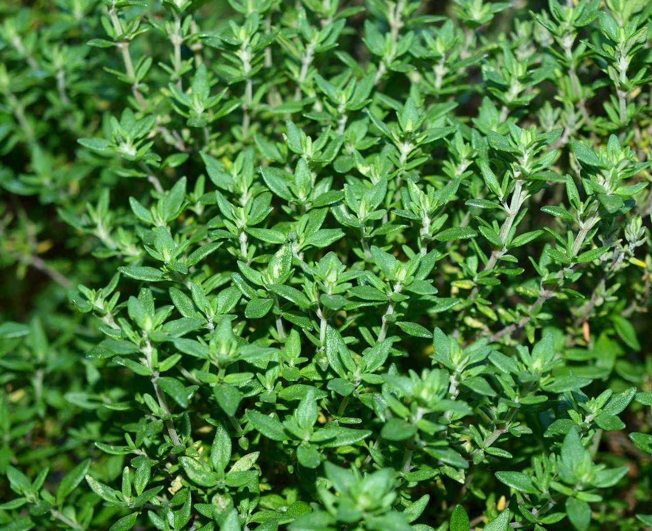 Thyme